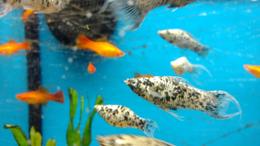 Pet Supply Store «Petco Animal Supplies», reviews and photos, 13127 N Dale Mabry Hwy, Tampa, FL 33618, USA