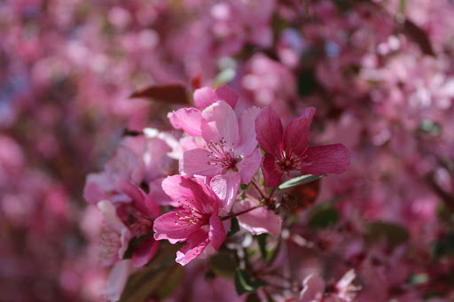 Botanical Garden «The Hudson Gardens & Event Center», reviews and photos, 6115 S Santa Fe Dr, Littleton, CO 80120, USA