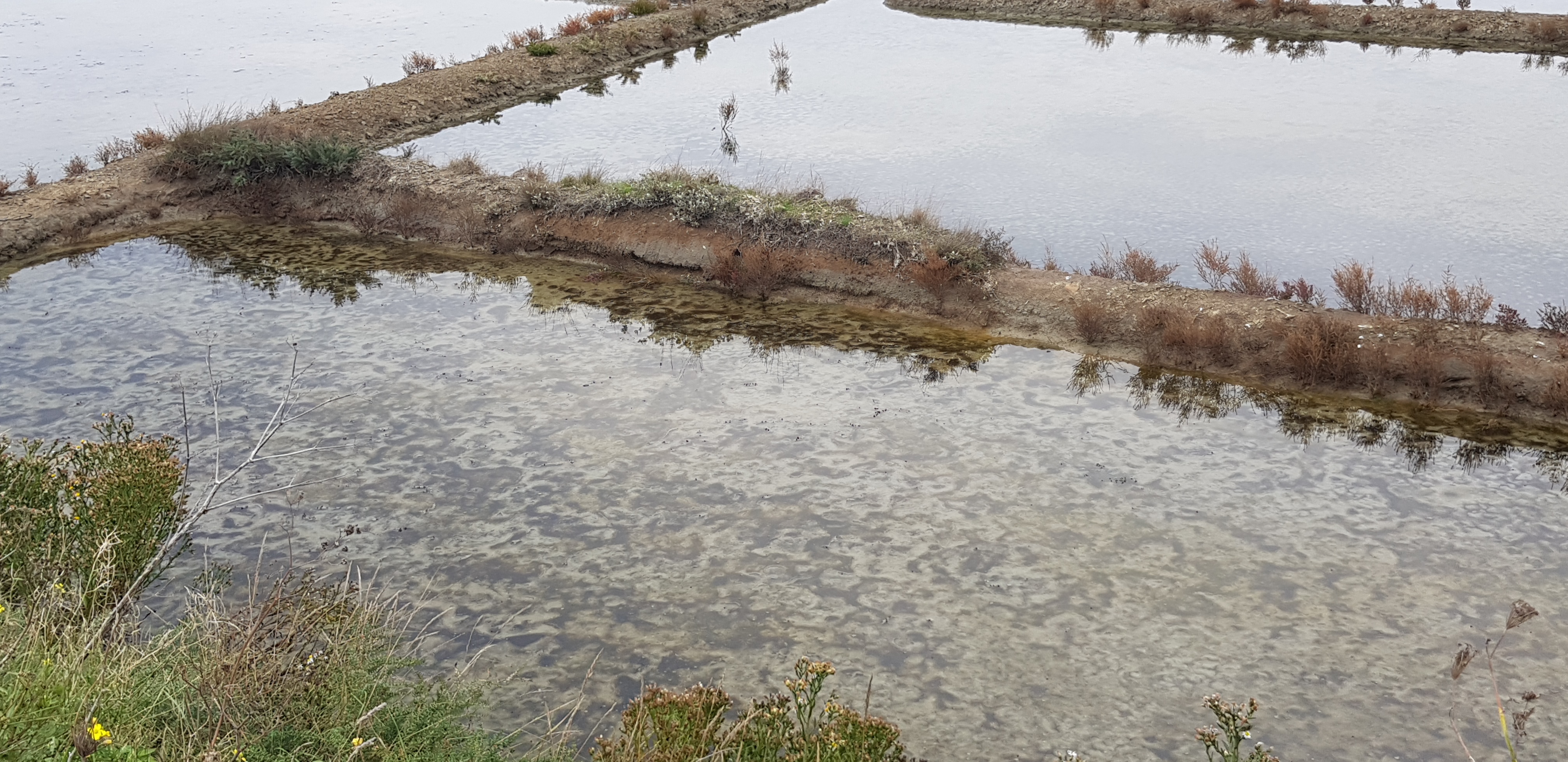 Photo n° 13 de l'avis de dragon. fait le 29/11/2019 à 13:16
