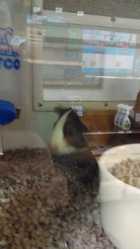 Pet Supply Store «Petco Animal Supplies», reviews and photos, 28400 Dequindre Rd, Warren, MI 48092, USA