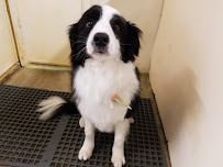 Oakview Pet Resort - Photo 5 - Car repair in Wauconda, IL, Round Lake Beach