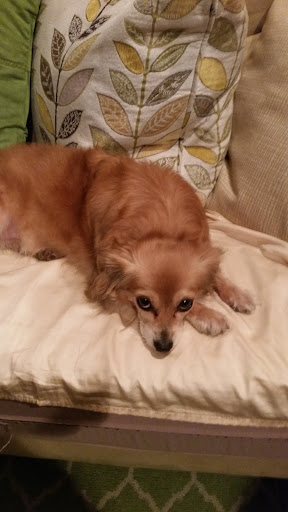 Veterinarian «PetCoral Resort and Veterinary», reviews and photos, 924 Del Prado Blvd, Cape Coral, FL 33990, USA