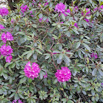 Photo n°14 de l'avis de Einer.u fait le 27/05/2023 à 06:52 sur le  Tagungsvilla Weisser Berg à Neuwied