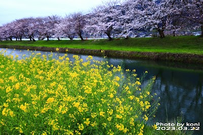 流川の桜並木 会場駐車場