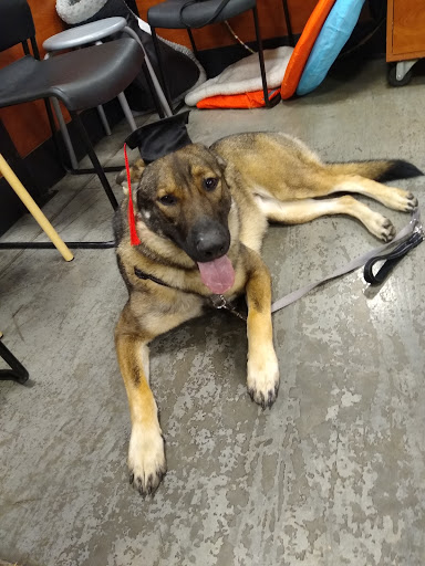 Pet Supply Store «PetSmart», reviews and photos, 1734 Old Fort Pkwy, Murfreesboro, TN 37129, USA