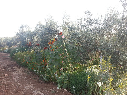 Clínica Veterinaria Pasteur en Campillos