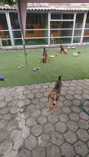 Dog boarding kennels in Guayaquil