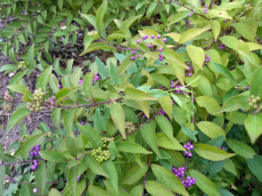 Community Center «Southeast Community Center», reviews and photos, 4201 E 63rd St, Kansas City, MO 64130, USA