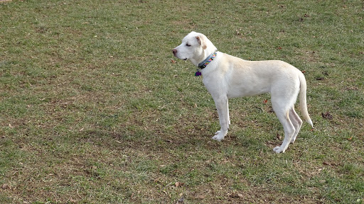 Dog Trainer «Awesome Dawgs Dog Training LLC», reviews and photos, 3052 Pricetown Rd, Temple, PA 19560, USA