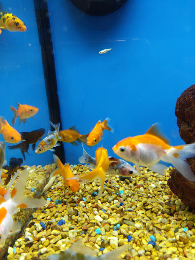 Pet Supply Store «Petco Animal Supplies», reviews and photos, 3591 Washington Blvd, Halethorpe, MD 21227, USA