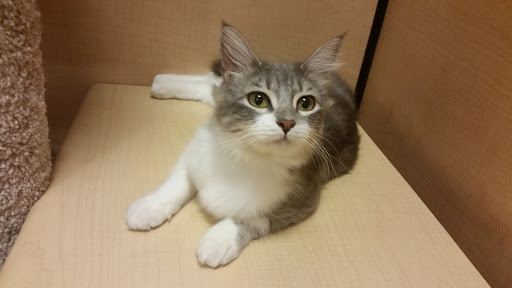 Pet Supply Store «PetSmart», reviews and photos, 1921 Gulf Fwy S, Dickinson, TX 77539, USA