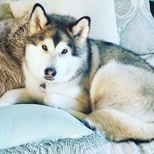 Pet Store «Good Life Pet Center», reviews and photos, 525 S Main St, Heber City, UT 84032, USA