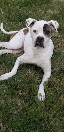 Pet Supply Store «Pet Supplies Plus», reviews and photos, 22124 Ecorse Rd, Taylor, MI 48180, USA