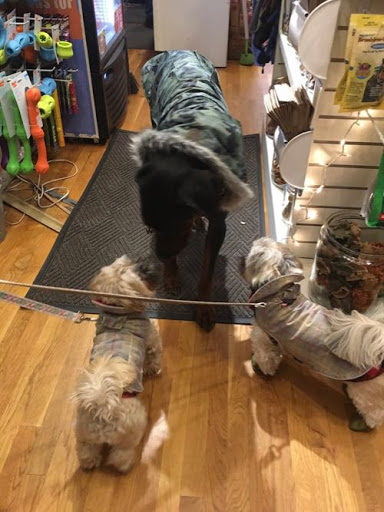 Pet Supply Store «The Fish & Bone, Boston MA», reviews and photos, 217 Newbury St, Boston, MA 02116, USA