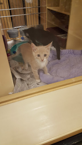 Pet Supply Store «PetSmart», reviews and photos, 637 Woodbury Glassboro Rd, Sewell, NJ 08080, USA