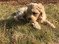 Lezlie's Pet Sitting & Dog Walking - Photo 6 - Car repair in , Atlanta