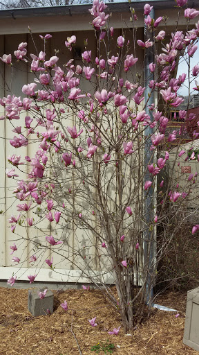 Theme Park «Silver Dollar City», reviews and photos, 399 Silver Dollar City Pkwy, Branson, MO 65616, USA