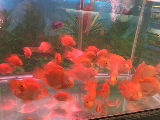 Pet Supply Store «Pet Zone Tropical Fish», reviews and photos, 4266 University Ave, San Diego, CA 92105, USA