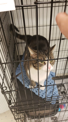 Pet Supply Store «Pet Supplies Plus», reviews and photos, 3733 Union Rd #200, Cheektowaga, NY 14225, USA