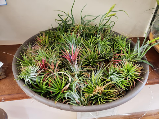 Garden Center «Town & Country Nurseries», reviews and photos, 1036 Saybrook Rd, Haddam, CT 06438, USA