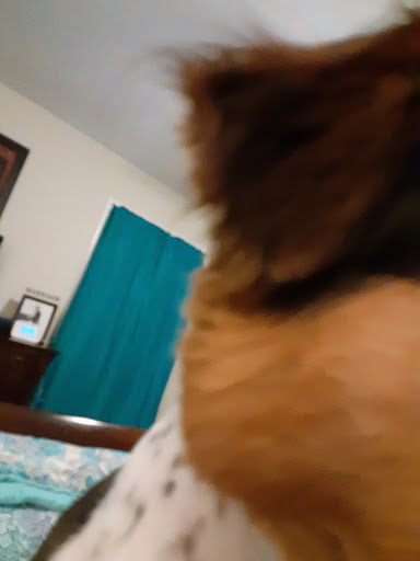 Pet Supply Store «PetSmart», reviews and photos, 1462 Jeffreys Rd, Rocky Mount, NC 27804, USA