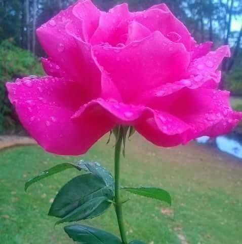 Public Golf Course «Shoreline Golf Links», reviews and photos, 2940 N Shoreline Blvd, Mountain View, CA 94043, USA