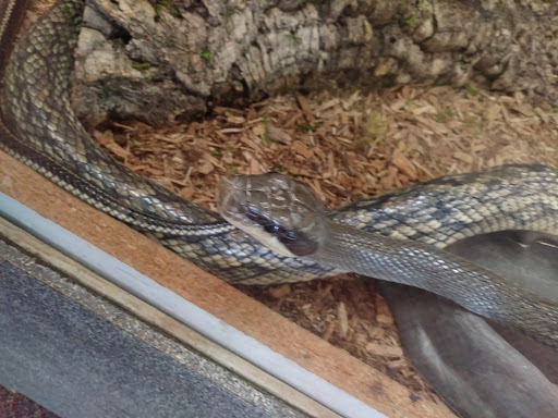 Pet Store «Wet Pet & Reptile Center», reviews and photos, 429 Eastern Blvd, Essex, MD 21221, USA