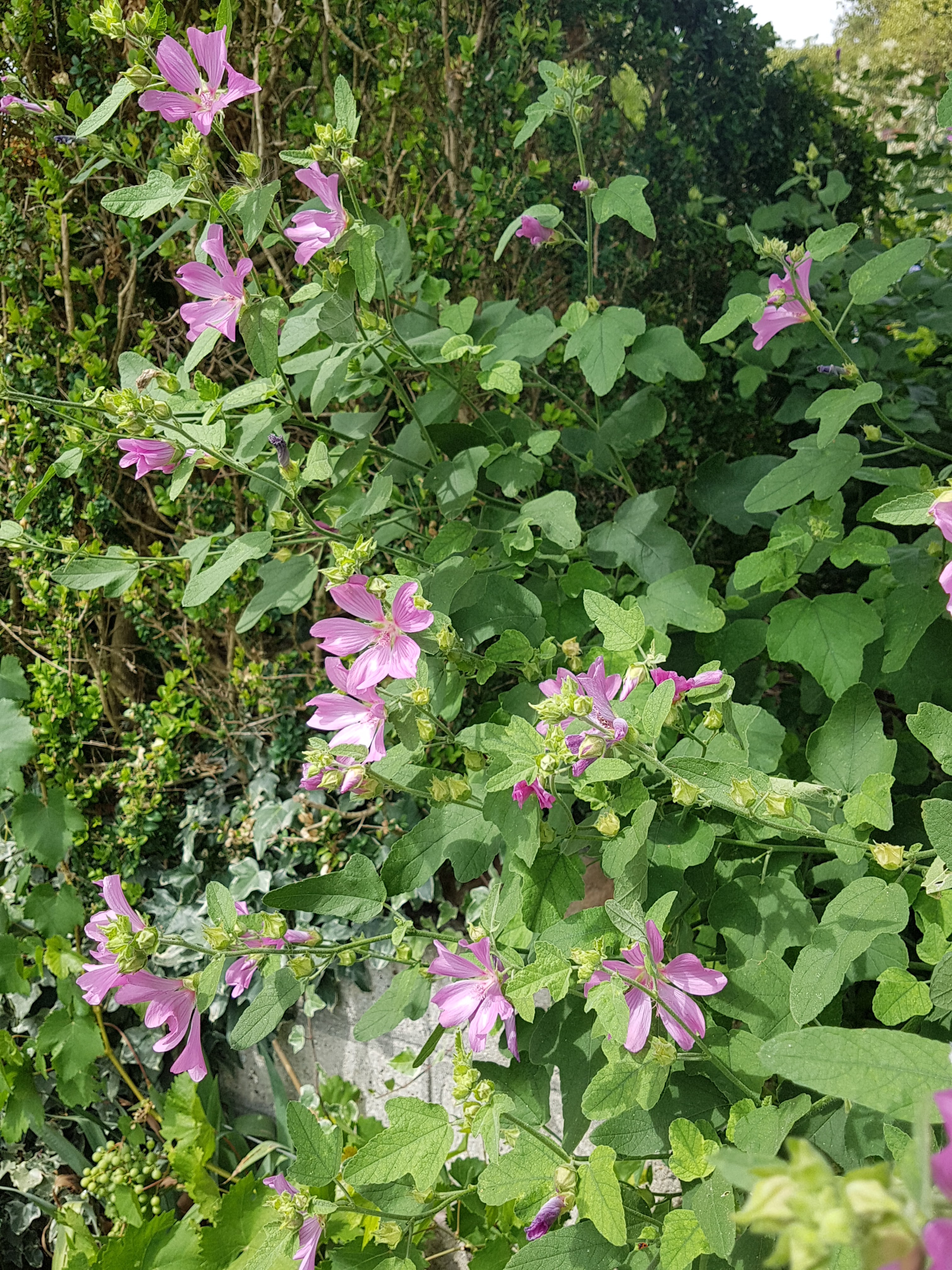 Photo n° 16 de l'avis de Isabelle.e fait le 04/08/2019 à 17:08