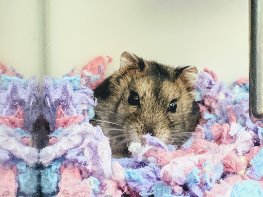 Pet Supply Store «Petco Animal Supplies», reviews and photos, 990 Brook Forest Ave, Shorewood, IL 60431, USA