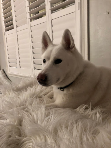 Pet Supply Store «Land Bark Pet Supplies», reviews and photos, 3200 Riverside Blvd, Sacramento, CA 95818, USA