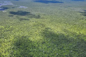 Wao Kele o Puna Forest Reserve image
