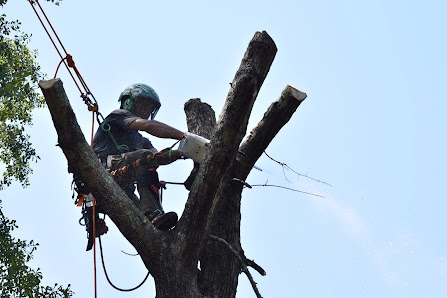 Graves Arboriculture 878 Cottesmore Ln, Camden, SC 29020
