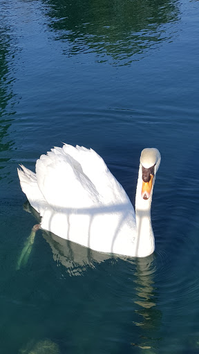 Coffee Shop «Starbucks», reviews and photos, 102 E Irving Park Rd, Itasca, IL 60143, USA