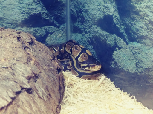 Pet Groomer «We Lov Pets», reviews and photos, 3853 Northpointe Dr, Zanesville, OH 43701, USA