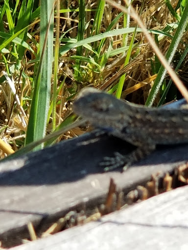 Tourist Attraction «Old Faithful Geyser of California», reviews and photos, 1299 Tubbs Ln, Calistoga, CA 94515, USA