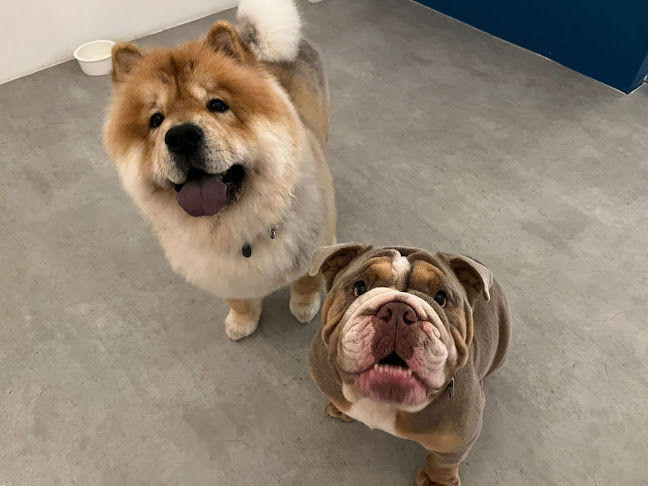 Ratings and reviews of Pawsh Club - Premium dog daycare, boarding, grooming and party services