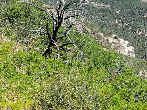 Park «Balcony House», reviews and photos