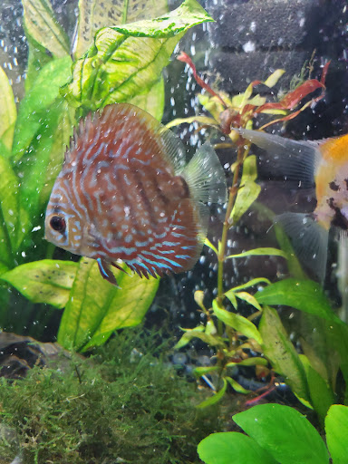 Pet Store «A to Z Pets», reviews and photos, 16010 SE Division St, Portland, OR 97236, USA