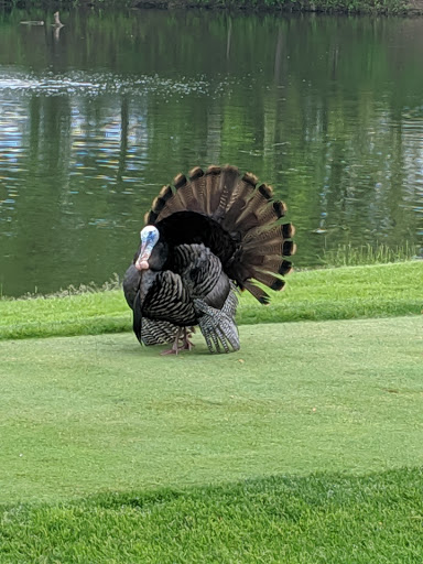 Private Golf Course «Blue Mound Golf and Country Club», reviews and photos, 10122 W North Ave, Wauwatosa, WI 53226, USA