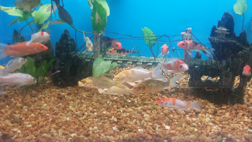 Pet Supply Store «Pet Supermarket», reviews and photos, 2449 S Hiawassee Rd, Orlando, FL 32835, USA