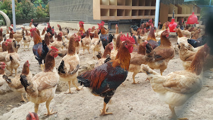 Ayam Kampung Warisan