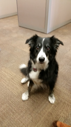 Pet Supply Store «Petco Animal Supplies», reviews and photos, 420 El Cerrito Plaza, El Cerrito, CA 94530, USA