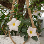 Photo n°3 de l'avis de Morgane.e fait le 12/10/2018 à 00:28 sur le  Palais Caracciolo di Santobuono à Naples