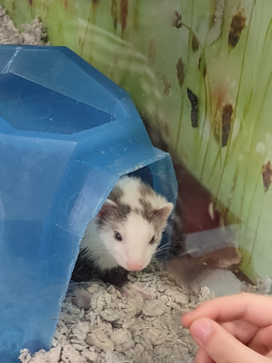 Pet Supply Store «Petco Animal Supplies», reviews and photos, 330 Orchard Park Rd, West Seneca, NY 14224, USA