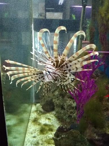 Tropical Fish Store «Midway Tropical Fish & Pets», reviews and photos, 24101 Pacific Hwy S, Kent, WA 98032, USA