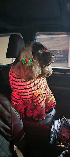 Pet Store «Doggy Dog World Inc», reviews and photos, 2552 Coney Island Ave, Brooklyn, NY 11223, USA