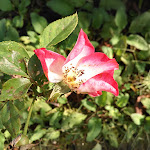 Photo n°10 de l'avis de Derio. fait le 17/11/2019 à 09:43 sur le  Trattoria Molin Vecio à Caldogno