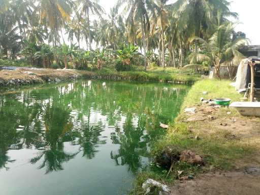 SEJFARMS VENTURES, NO 3, Jesuwe Street, Ajara Torikoh New-site Behind Low-Cost Estate Badagry Badagry Local Government, 103101, Badagry, Nigeria, Restaurant, state Lagos