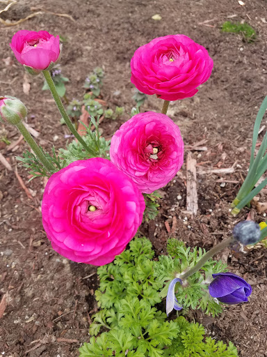 Park «Salmon Bay Park», reviews and photos, 2001 NW Canoe Pl, Seattle, WA 98117, USA