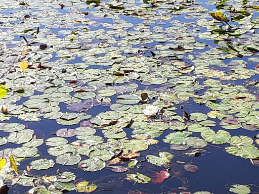 Nature Preserve «Black Run Preserve», reviews and photos, Kettle Run Rd, Evesham Township, NJ 08053, USA